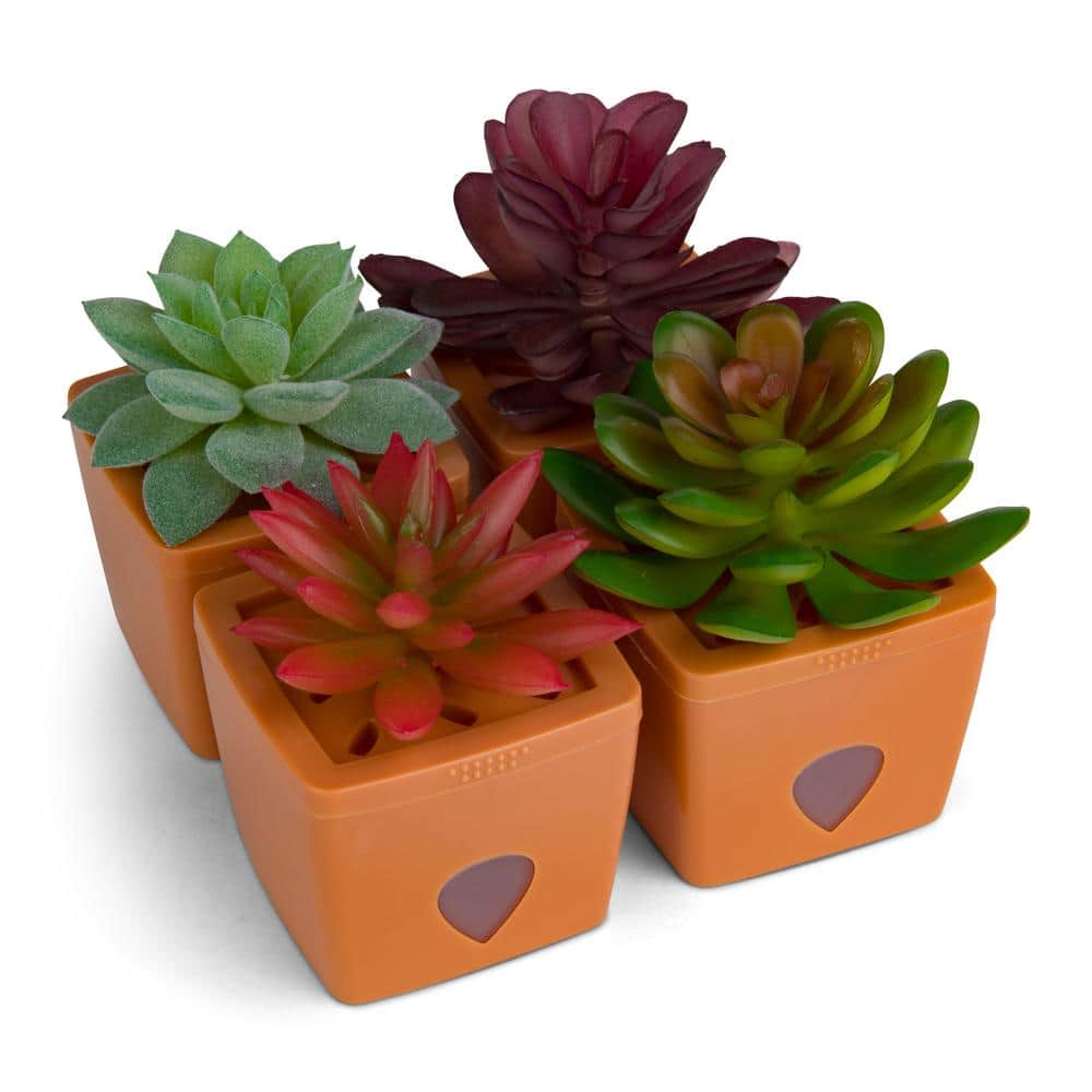 Fruit Fly Traps with Zendo Lure with plastic Terra Cotta Colored Base, Refillable and Reusable (4-Pack) - Hercitys