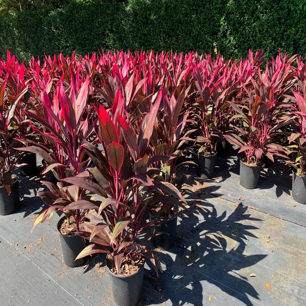 3 Gal. Red Sister Hawaiian Ti Cordyline Plant With Red Foliage - Hercitys